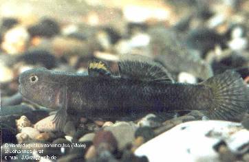 Chlamydogobius ranunculus